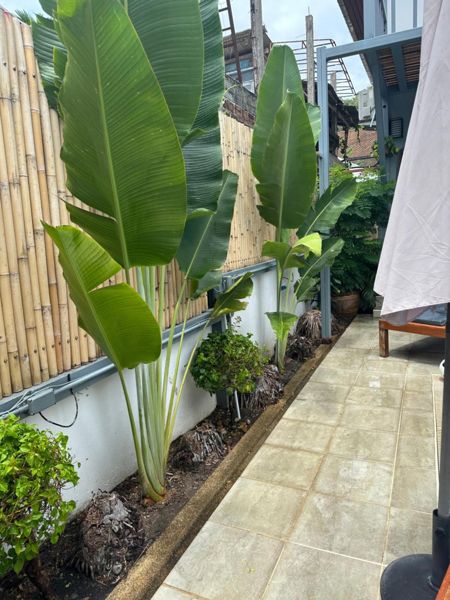 Friends Of Koh Samui 1 Bed & Breakfast Ban Lamai Exterior photo